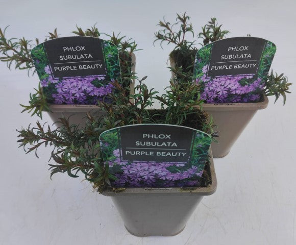 x2 Phlox Purple Beauty 13cm/1 Litre