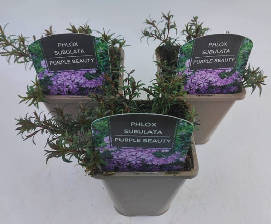 x2 Phlox Purple Beauty 13cm/1 Litre