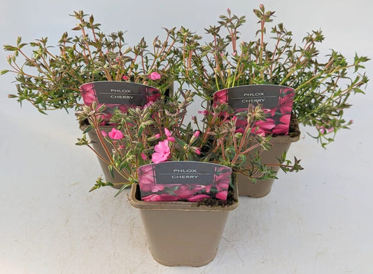 x2 Phlox Goldiphlox Cherry 13cm/1 Litre
