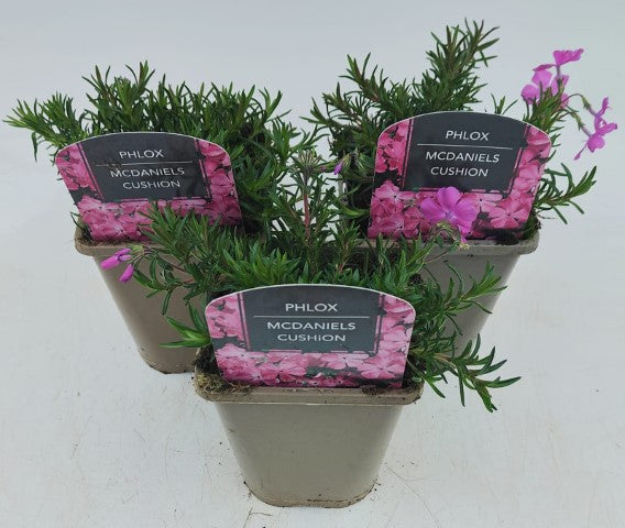 x2 Phlox McDaniels Cushion 13cm/1 Litre