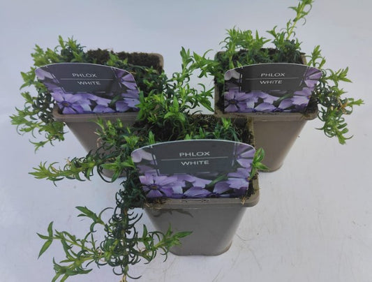x2 Phlox Goldiphlox White 13cm/1 Litre