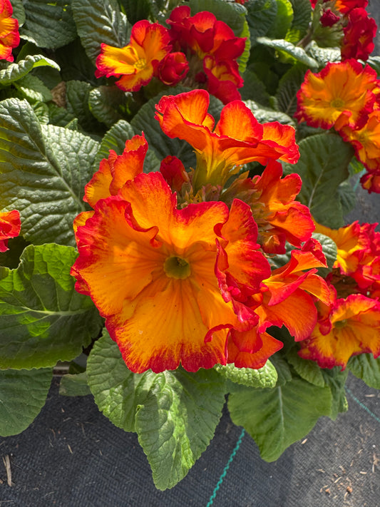 x3 Primula Polyanthus Stella Fire Dragon 10.5cm