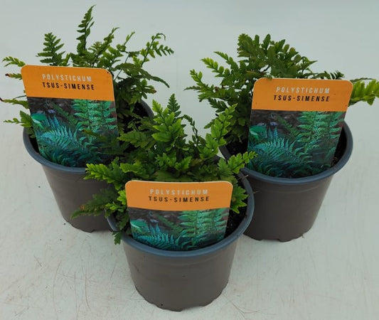 x3 Polystichum tsus-simense Plants in 10.5cm/9cm pots Fern/Grass