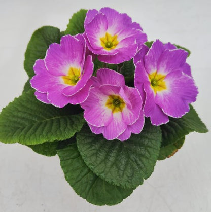 x2 Primula Primrose Milkshake 13cm/1Ltr