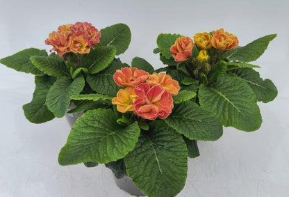 x2 Primula Primrose Rubens Antique Rose 13cm/1Ltr