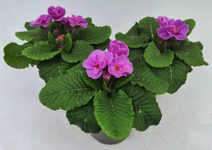 x2 Primula Primrose Rubens Lavender Blue 13cm/1Ltr