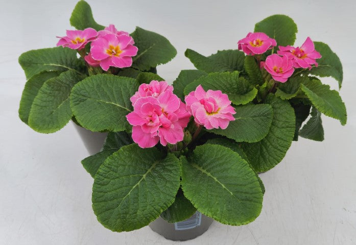 x2 Primula Primrose Pink Shades 13cm/1Ltr