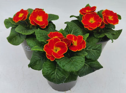 x2 Primula Primrose Sparkly Red 13cm/1Ltr