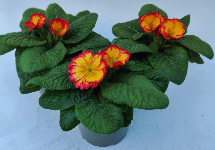 x2 Primula Primrose Scentsation Red Cream 13cm/1Ltr