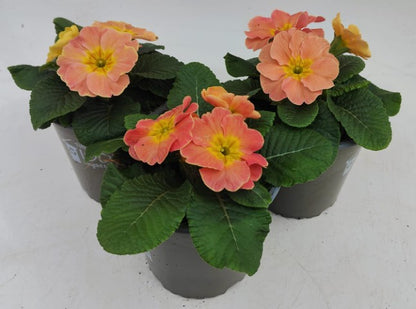 x2 Primula Primrose Chameleon 13cm/1Ltr