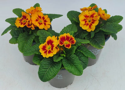 x2 Primula Primrose Marietta 13cm/1Ltr