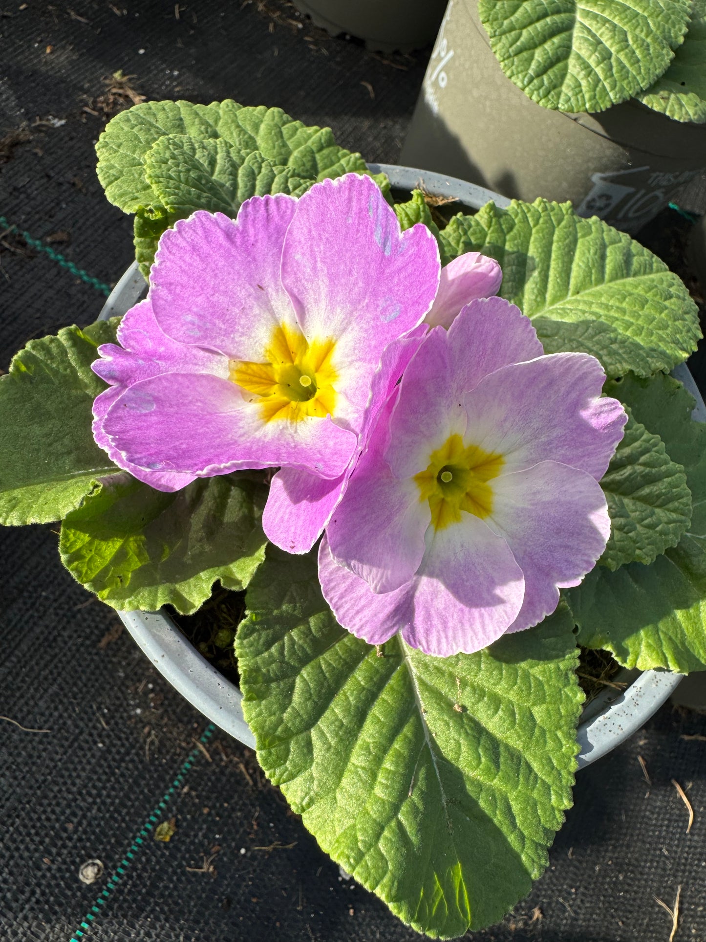 x2 Primula Primrose Milkshake 13cm/1Ltr