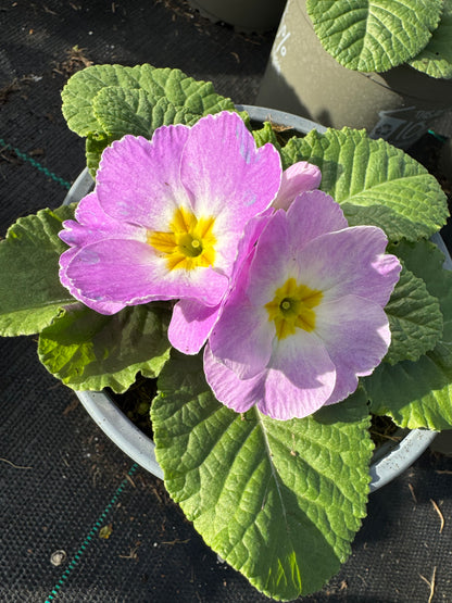 x2 Primula Primrose Milkshake 13cm/1Ltr