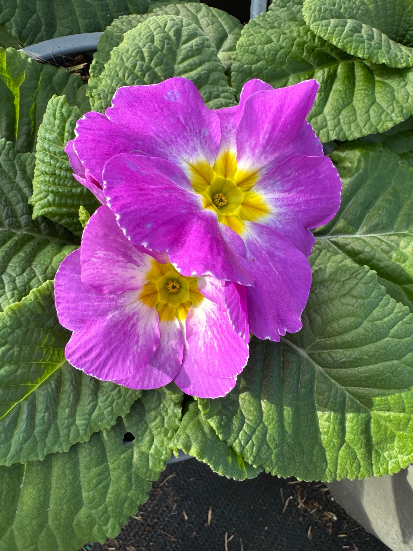x2 Primula Primrose Milkshake 13cm/1Ltr