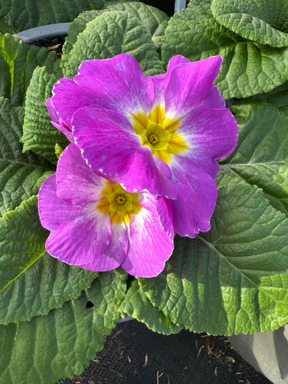 x2 Primula Primrose Milkshake 13cm/1Ltr