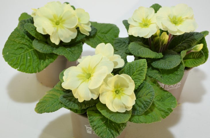 x2 Primula Primrose Mojito 13cm/1Ltr