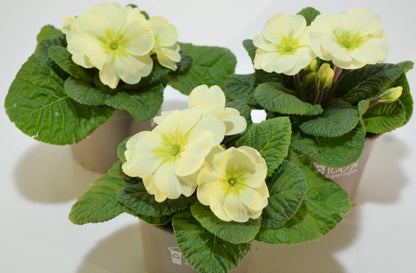 x2 Primula Primrose Mojito 13cm/1Ltr