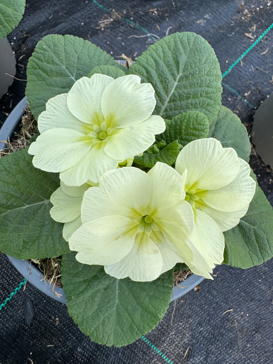 x2 Primula Primrose Mojito 13cm/1Ltr