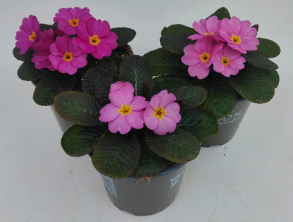 x2 Primula Primrose Obsidian Antique Rose 13cm/1Ltr