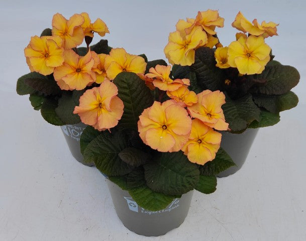 x2 Primula Primrose Obsidian Peach 13cm/1Ltr