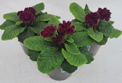 x2 Primula Primrose Queen Burgundy 13cm/1Ltr