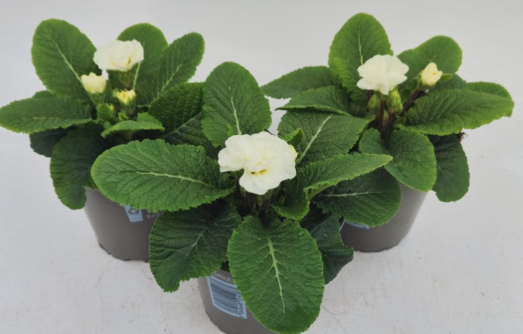 x2 Primula Primrose Queen White 13cm/1Ltr