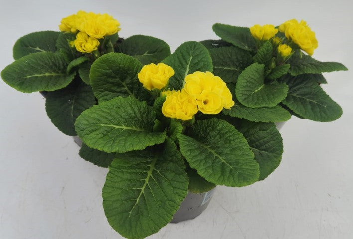 x2 Primula Primrose Queen Yellow 13cm/1Ltr