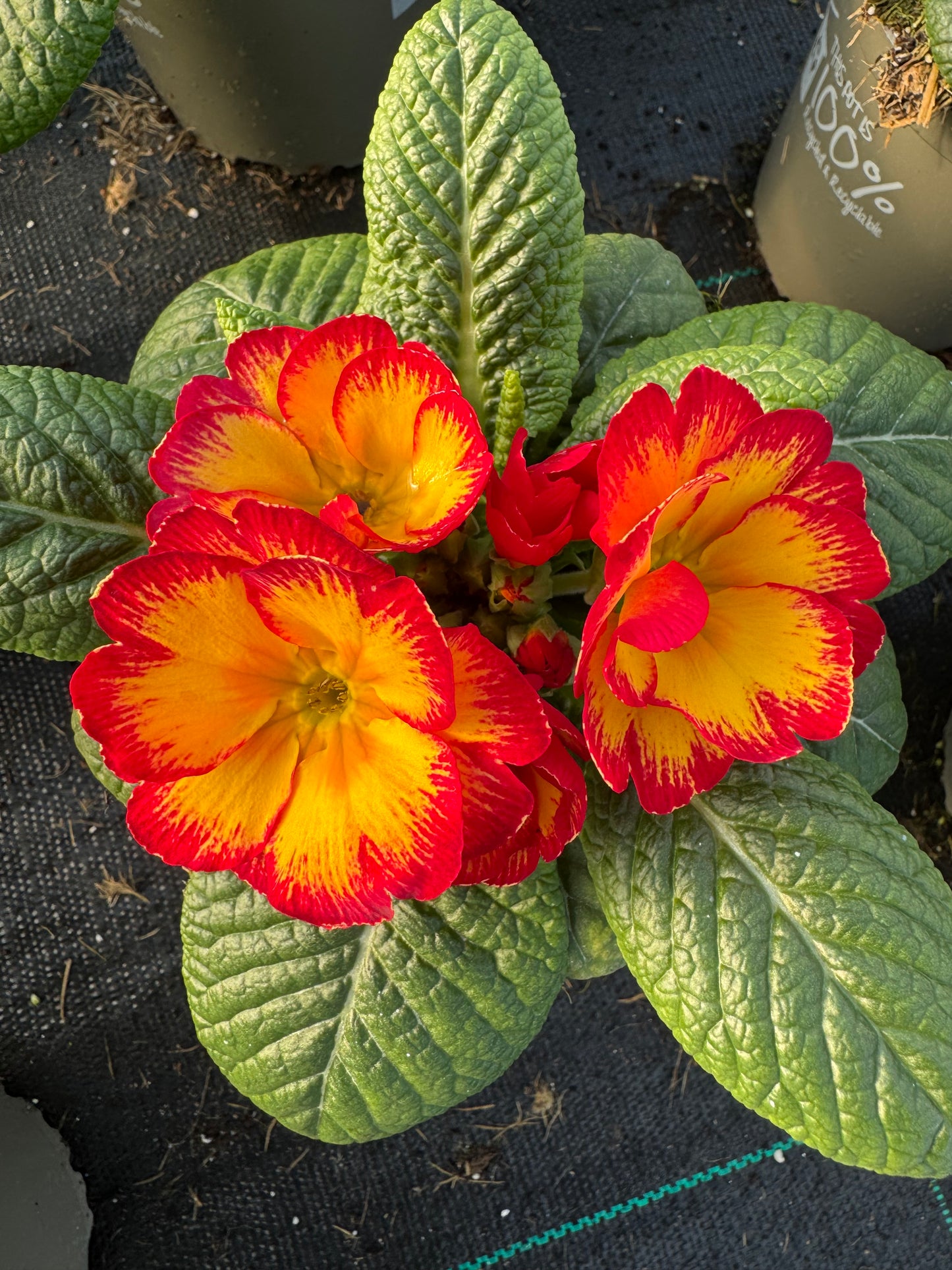 x2 Primula Primrose Rhubarb and Custard 13cm/1Ltr