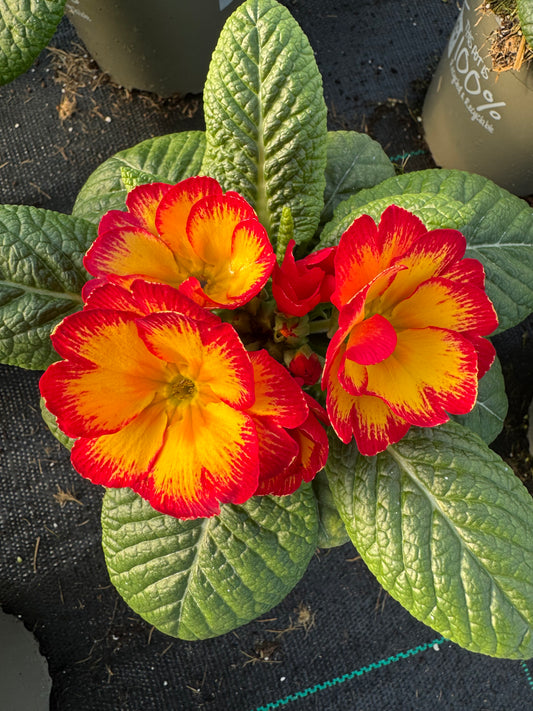 x2 Primula Primrose Rhubarb and Custard 13cm/1Ltr