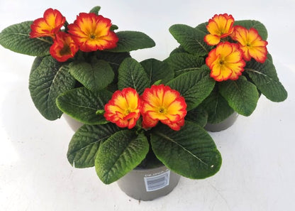 x2 Primula Primrose Rhubarb and Custard 13cm/1Ltr