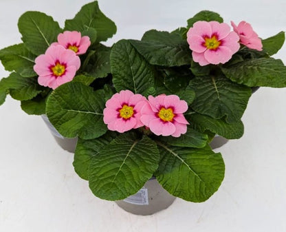 x2 Primula Primrose Ringostar Cherry Blossom 13cm/1Ltr