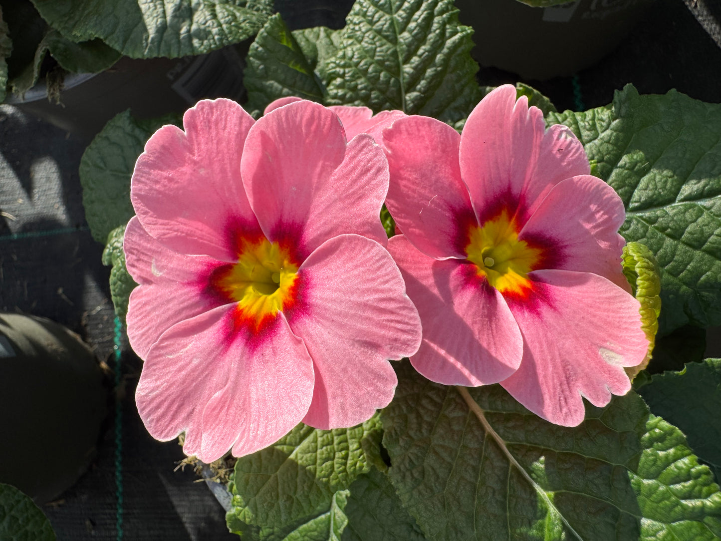 x2 Primula Primrose Ringostar Cherry Blossom 13cm/1Ltr