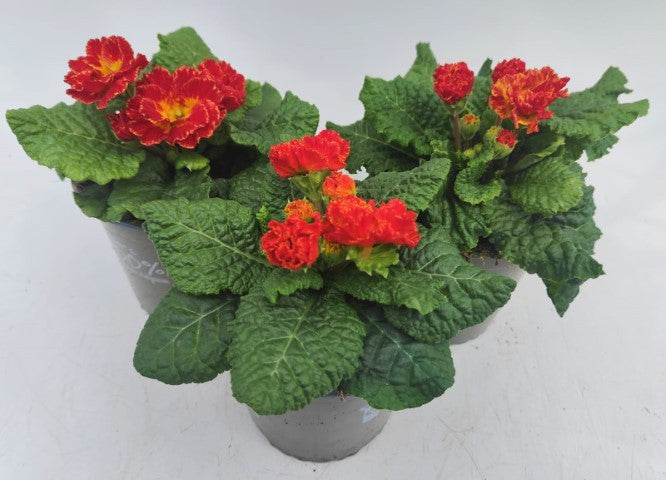 x2 Primula Primrose Romance 13cm/1Ltr