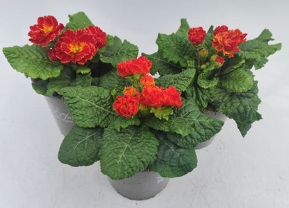 x2 Primula Primrose Romance 13cm/1Ltr
