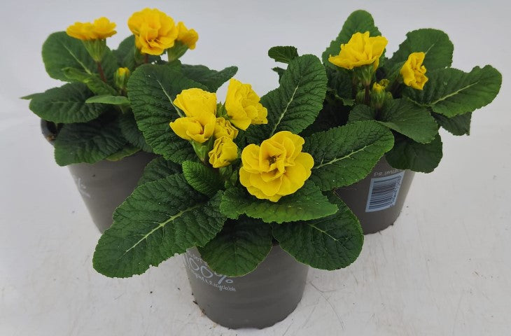 x2 Primula Primrose Rubens Yellow 13cm/1Ltr