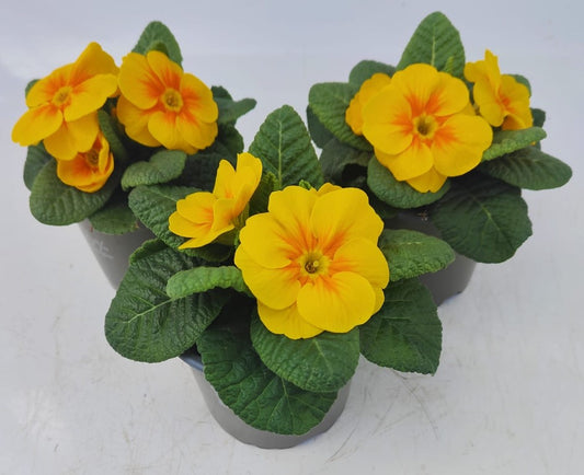 x3 Primula Primrose Salome Golden Yellow 10.5cm