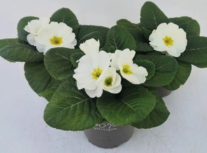 x2 Primula Primrose Snow White 13cm/1Ltr