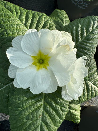 x2 Primula Primrose Snow White 13cm/1Ltr