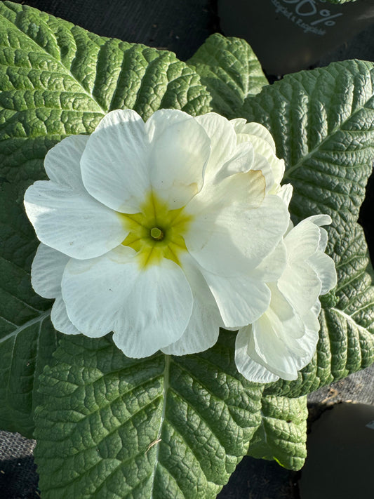x2 Primula Primrose Snow White 13cm/1Ltr