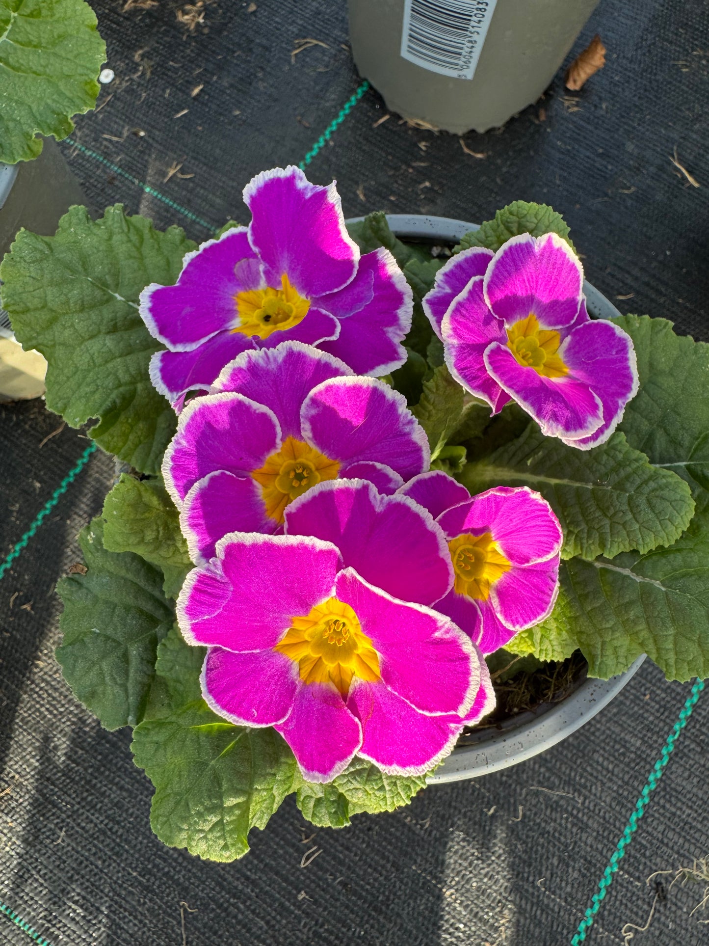 x2 Primula Primrose Sparkly Lavender 13cm/1Ltr