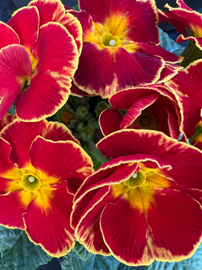 x2 Primula Primrose Sparkly Red 13cm/1Ltr