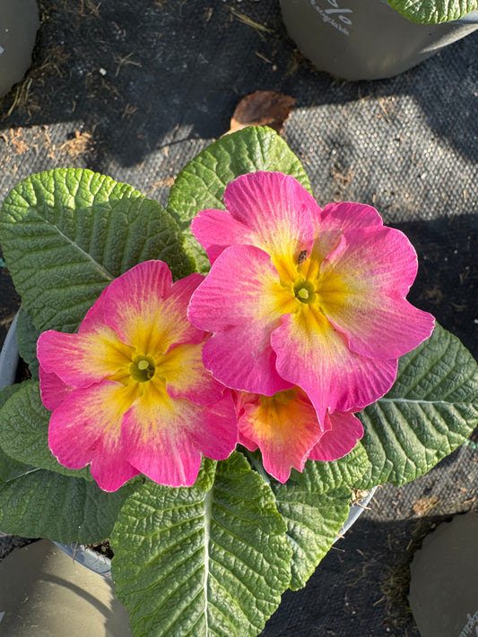 x2 Primula Primrose Starflame Papaya 13cm/1Ltr