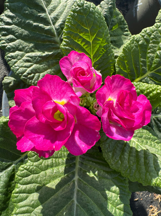 x2 Primula Primrose Suze Rose 13cm/1Ltr