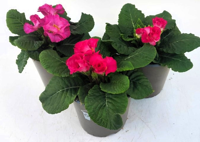 x2 Primula Primrose Suze Rose 13cm/1Ltr