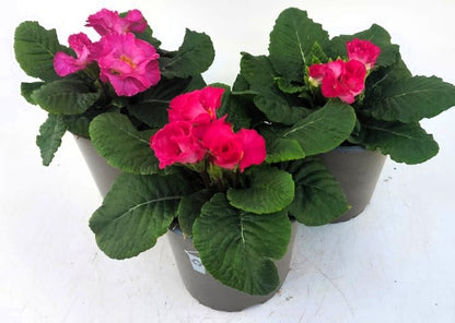 x2 Primula Primrose Suze Rose 13cm/1Ltr