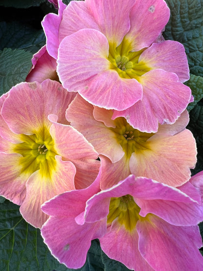 x2 Primula Primrose Sweet 16 13cm/1Ltr