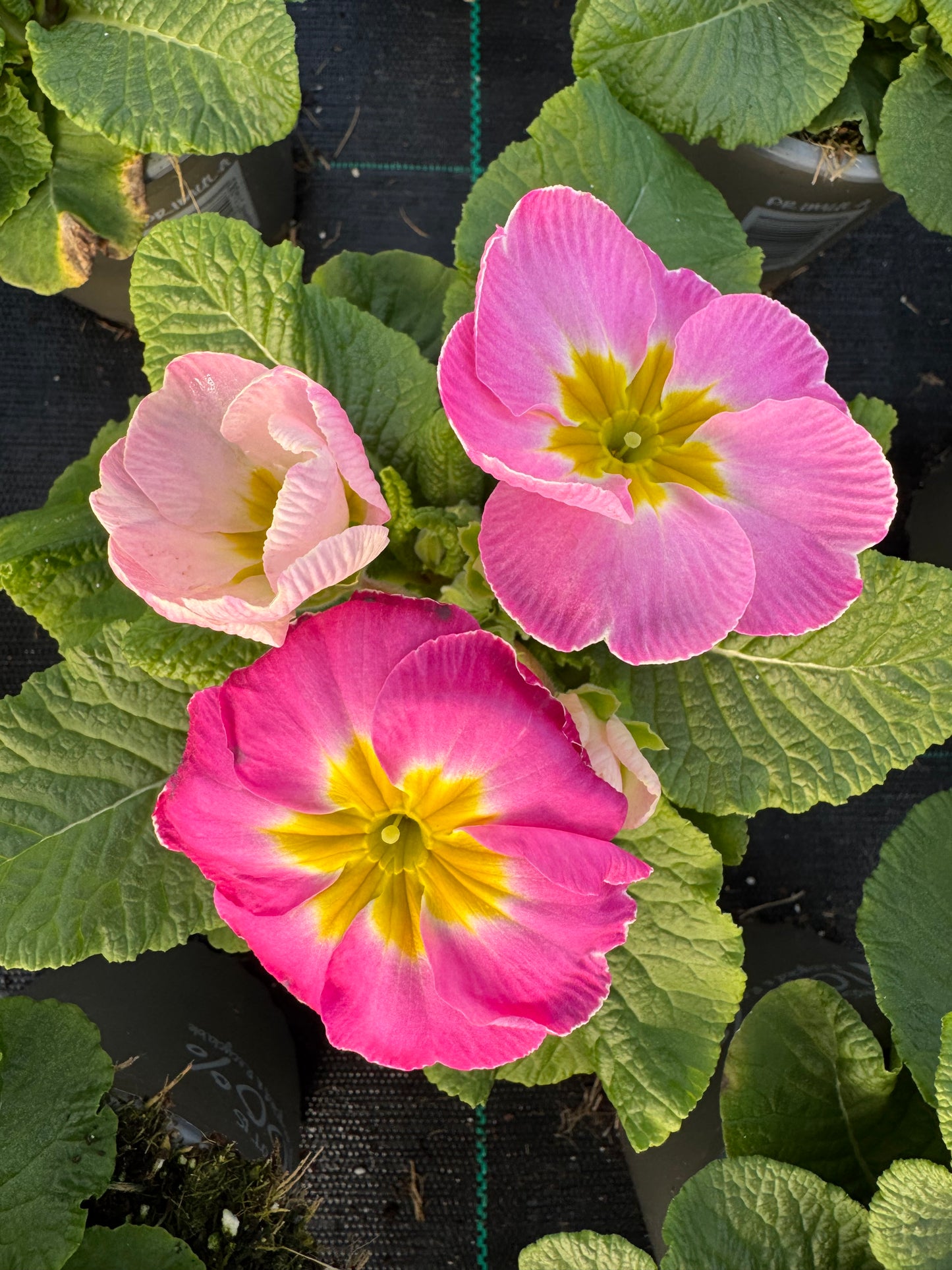 x2 Primula Primrose Sweet 16 13cm/1Ltr