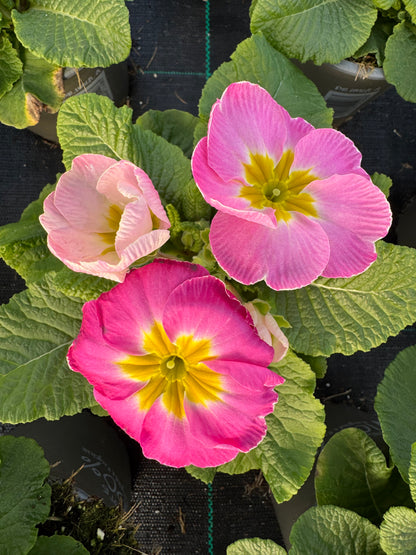 x2 Primula Primrose Sweet 16 13cm/1Ltr