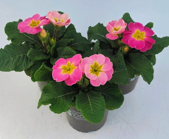 x2 Primula Primrose Sweet 16 13cm/1Ltr