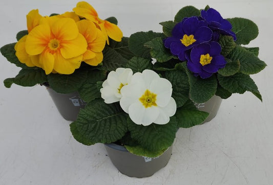 x3 Primula Primrose Luxor Mix 10.5cm